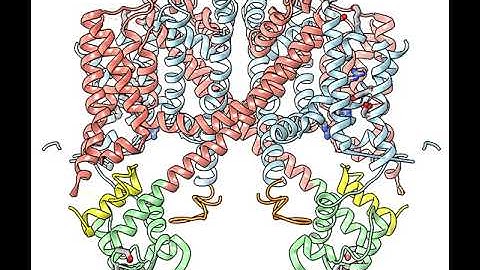 Multi-state Activation of TPC1