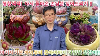 다시 돌아온 손님분 심어드리기 ! 아기자기한 아이부터 큰아이까지 !! 다양한 크기의 분갈이 !! 형형색색 예쁜아이들 어서 구경오세요 ~!!