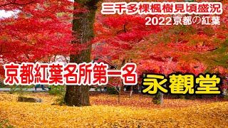 京都紅葉名所第一名｜【永觀堂】紅葉見頃盛況｜觀賞影片請選高畫質｜2022.11.26拍攝