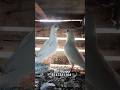 new pair pigeons nice high flyer