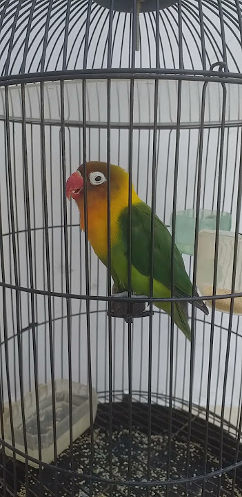 Dobelan Love Bird betina #lbfighter#lbkonslet #lbdobelan#masteranlovebirdfighter#lovebird