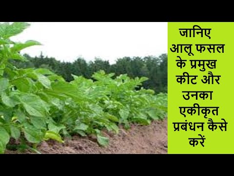 आलू फसल में कीट नियंत्रण कैसे करें ! Pest control in potato crop in Hindi
