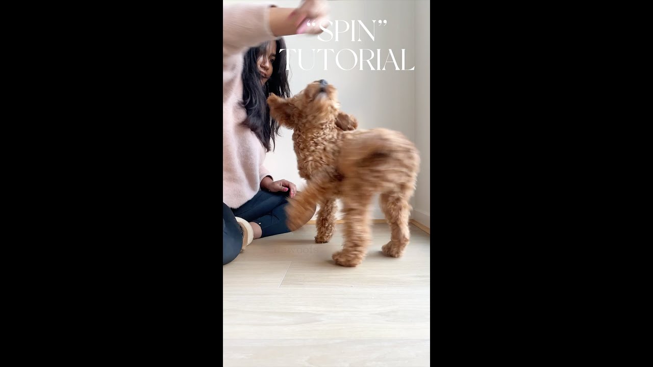 Трюки для собак - Урок по вращению 