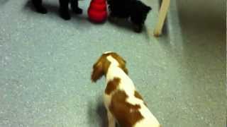 Roxy ( 5 mths ) - Cavalier King Charles Spaniel PUPPY PARTY - part 1