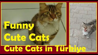 Funny Cute Cats-Funny Cute Cats in Türkiye, #cat, #cats, #kittens Turkey by kurummediachannel 162 views 5 months ago 1 minute, 39 seconds