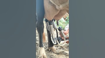 Milking machine  video 😱 #shorts #dairy #dairyfarm #dairymilk #dairyfarming #cow #farming