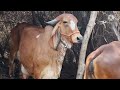 1000% pure gir cow 1st lactation aravali dairy farm 9414745465