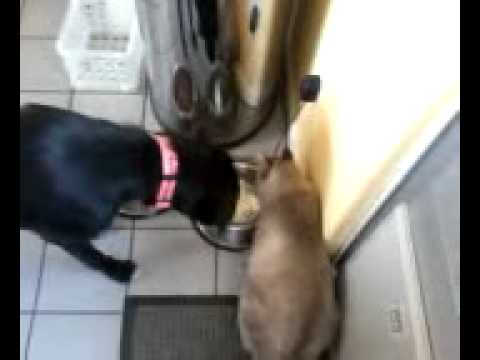 cat-drinking-dogs-water