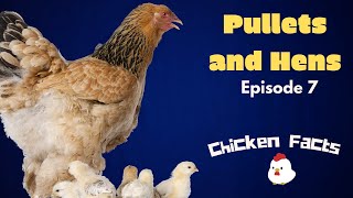 Chicken Facts | Episode 7  Hens, Pullets, Feed, and More!  Relaxing chicken video.