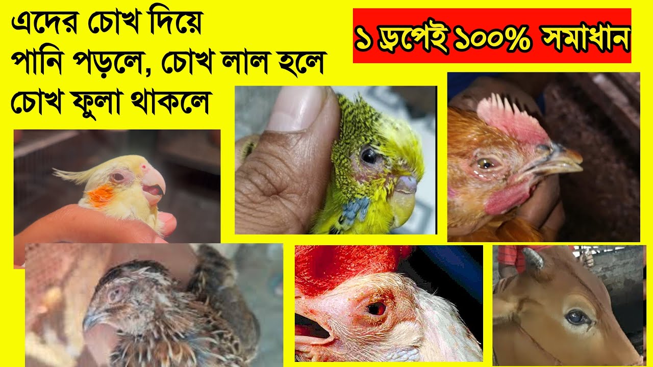 যেকোনো পাখি ও গবাদিপশুর চোখের সমস্যার সমাধান / চোখ ওঠা,চোখে ইনফেকশন / পাখির চোখ লাল হয়ে পানি পড়া