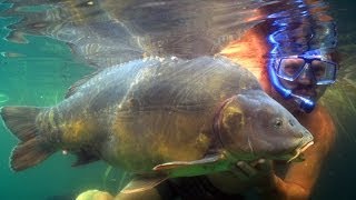 CARP FILMS - GLOBETROTTER CARP QUEST - UNDERWATER VIDEO - SHORT TRAILER - HUGE CARP!