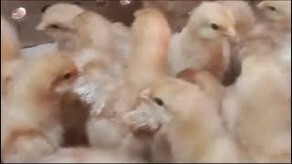 Vaccination of 3 day old chickens 🐤