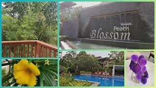 : #  PEACH BLOSSOM 4*    .  2023 # #.