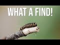 This macro subject was an amazing forest find! (Lighting, focus stacking tutorial &amp; tips)