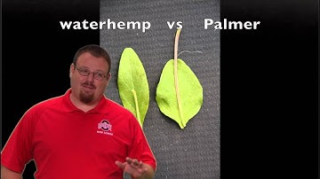 Amaranthaceae (Pigweed) Identification