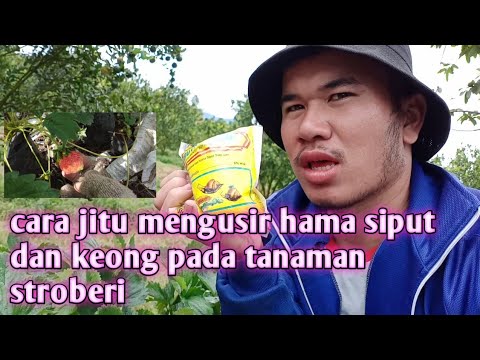 Video: Siput Pada Stroberi: Makan Beri - Bagaimana Cara Bertarung Saat Berbuah? Bagaimana Cara Melindungi Tanpa Bahan Kimia Dengan Obat Tradisional? Bagaimana Cara Menyimpan Abu?