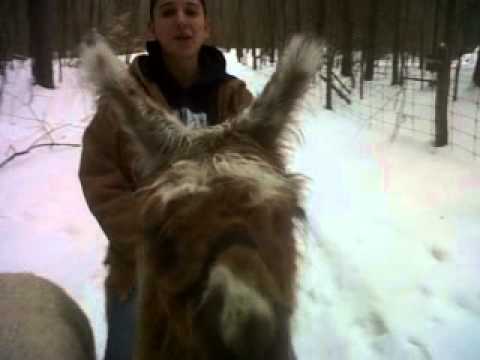 llama riding part 2