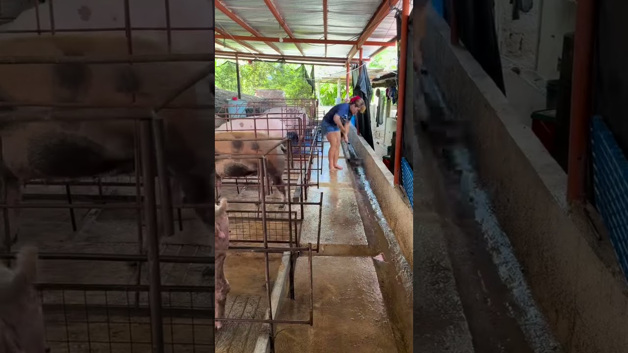 Pig Feed Storage Tips Farmers Ignore 