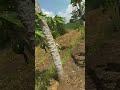Siku Ya Sherehe Siku Ya Sherehe
