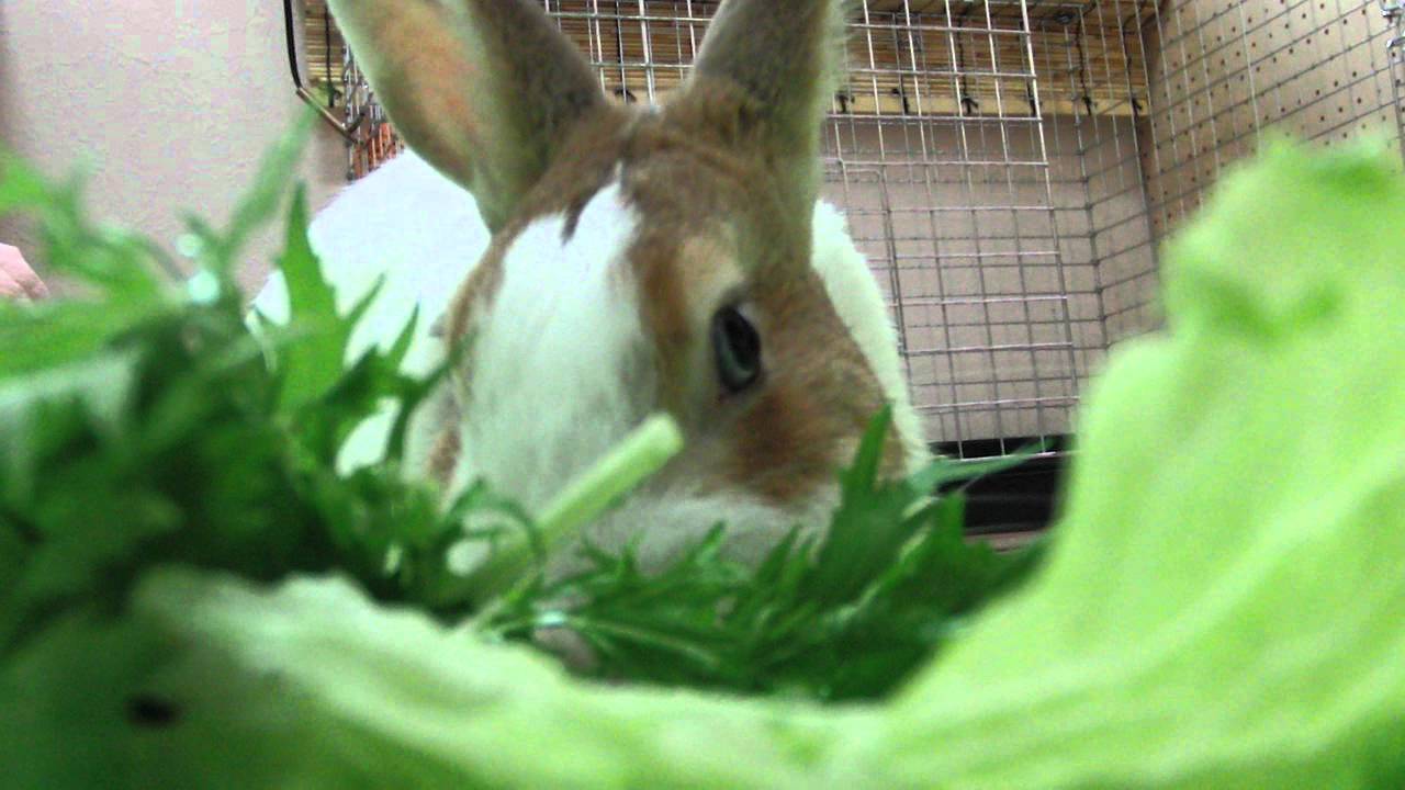 Eat vegetables. :-) - YouTube