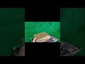 Great Mazinger Hachette Grande Mazinga Unboxing ed esaurimento Fascicolo 80 3