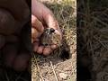 Inside a Wild Field Mouse Colony | Mounted Micro Camera POV