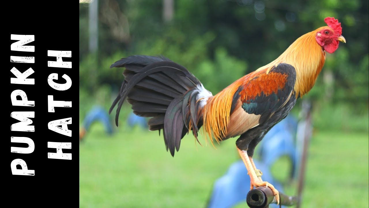 Dini Cuenca & Bentoy Sy | Beautiful Birds from Bacolod & Dapitan City | IGF 2020