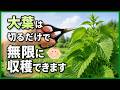知らないと大損!大葉を何倍にもする最強の育て方♪長~くたくさん収穫する摘芯・剪定・花芽対策のコツ【初心者・家庭菜園】