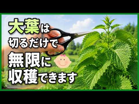 知らないと大損！大葉を何倍にもする最強の育て方♪長～くたくさん収穫する摘芯・剪定・花芽対策のコツ【初心者・家庭菜園】
