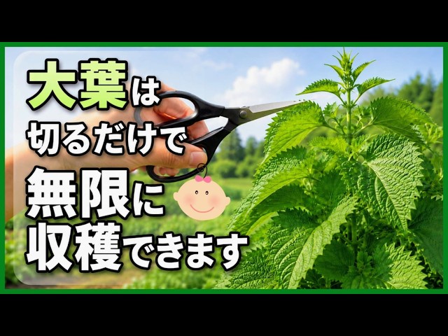 Secrets to harvesting shiso in the fall when growing it in your