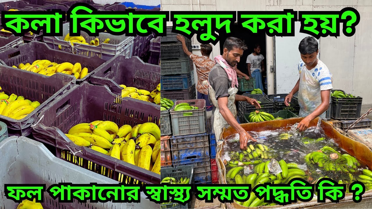কলা কিভাবে হলুদ করা হয় ? কার্বাইড ছাড়া কিভাবে ফল পাকানো যায়  ? fruits ripening chamber || Banana