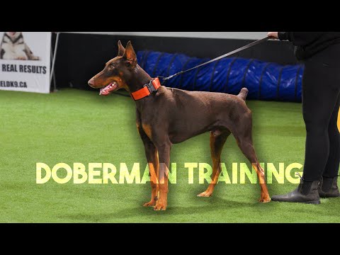 First Training & Protection Eval with Doberman Rommel