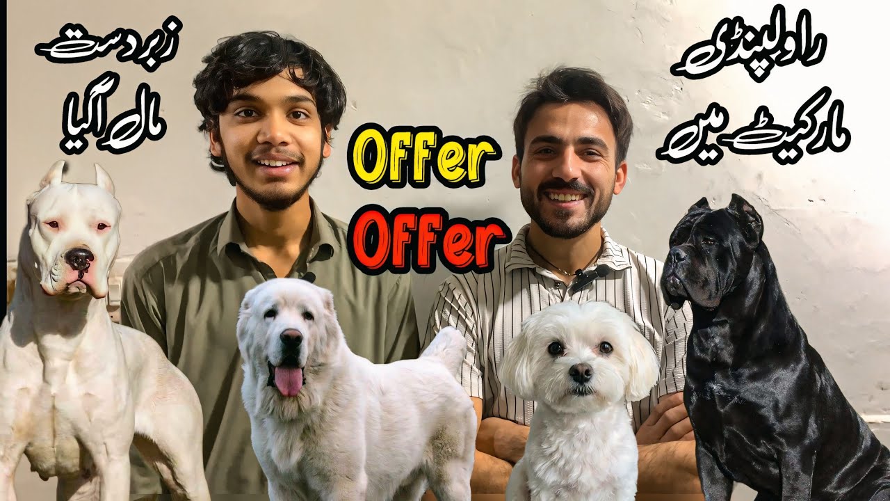 College Road Rawalpindi | Big Offer On Dogs Puppies | Shahzain Animals Vlogs