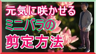 [ガーデニング] ミニバラの剪定方法「キャリア29年のプロガーデナーが実演、元気に咲かせるための剪定方法」