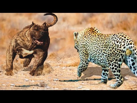 Этот Леопард Пожалел Что Встретил Пса! Редкие Сражения Животных , Снятые на Камеру