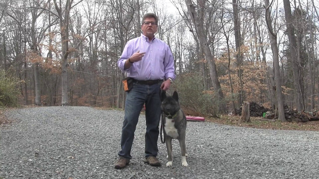 Dog Training Winston Salem Dog Training Winston Salem