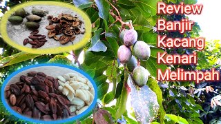 Banjir kacang kenari lokal melimpah guyss | Review kacang kenari di unej | Indonesian walnuts