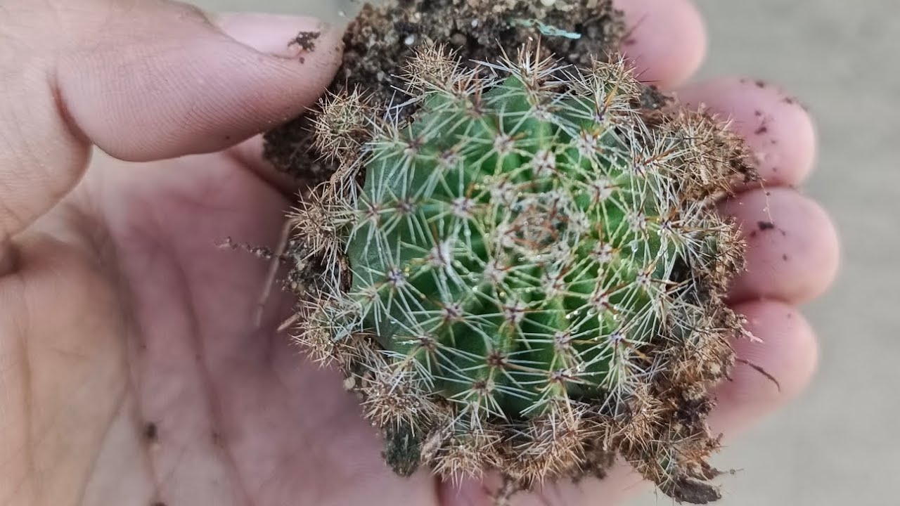 عمة القاضي (صبار القنفذ) وأهم الأسرار لنبات مزدهر