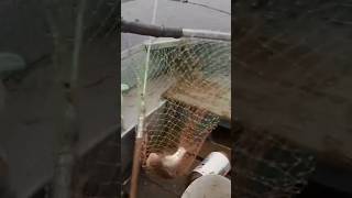 Батониста Плотва на Дідівські Снасті! Жарка Рибалка на Дніпрі 🎣#Рибалка #Плотва #ДідівськіСнасті
