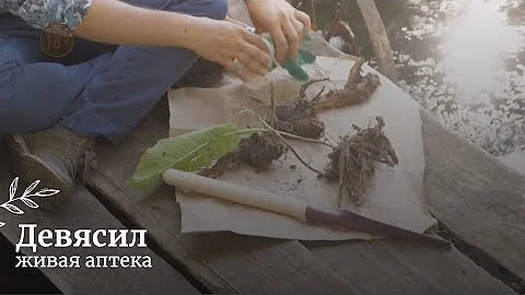 Девясил // Живая аптека