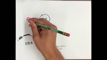 Macromolecular Crowding in Cells2