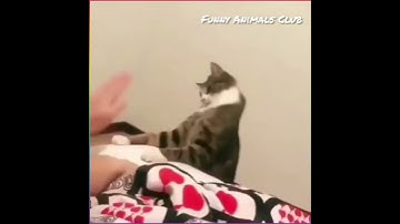 OMG So Cute Cat Dancing🐈❤💙#shorts #cats #funny #viral
