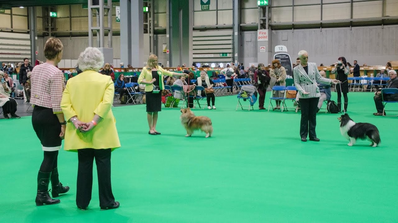 Crufts 2022 Shetland Sheepdog BOB YouTube