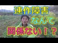 連作障害なんて関係ない！？自然界に学ぶ連作障害