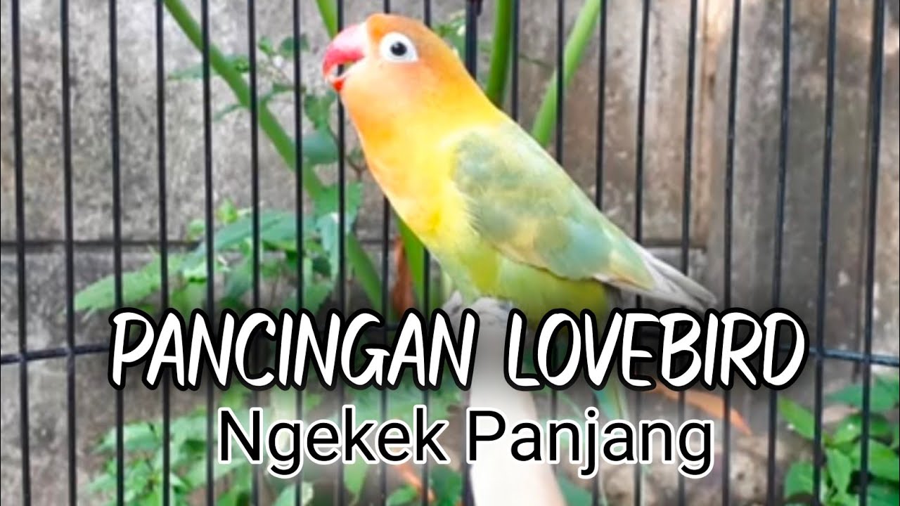 Mengungkap Keajaiban Suara Emas Lovebird Ngekek Panjang: Rahasia dan Strategi Merawatnya Mengungkap Keajaiban Suara Emas Lovebird Ngekek Panjang: Rahasia dan Strategi Merawatnya
