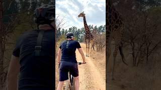 South Africa roadblock from a giraffe