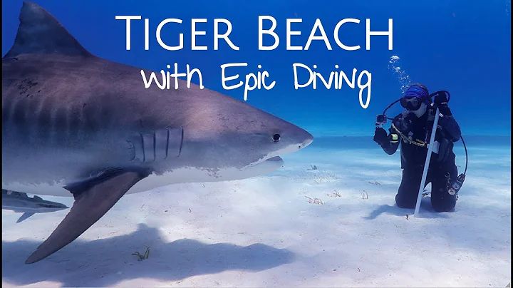 Shark Diving at Tiger Beach!