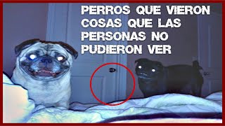 7 Perros Que Vieron Cosas Que Las Personas No Pudieron Ver by Magmar Oficial 7,605 views 2 years ago 14 minutes, 20 seconds
