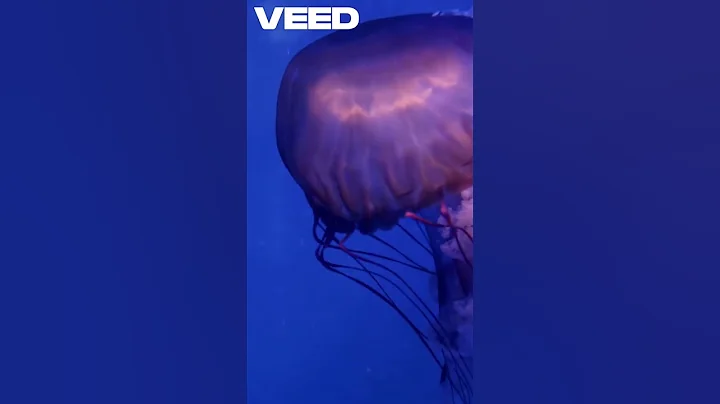 "Colossal Squid: Deep Sea Monster You’ve Never Seen!"  #facts #marinemystery #deepsea #wild #ocean