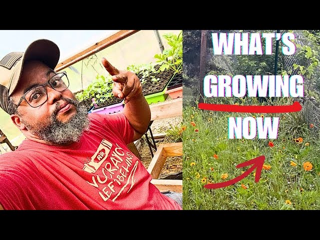 What’s Thriving and What’s Dying in My Summer Garden?